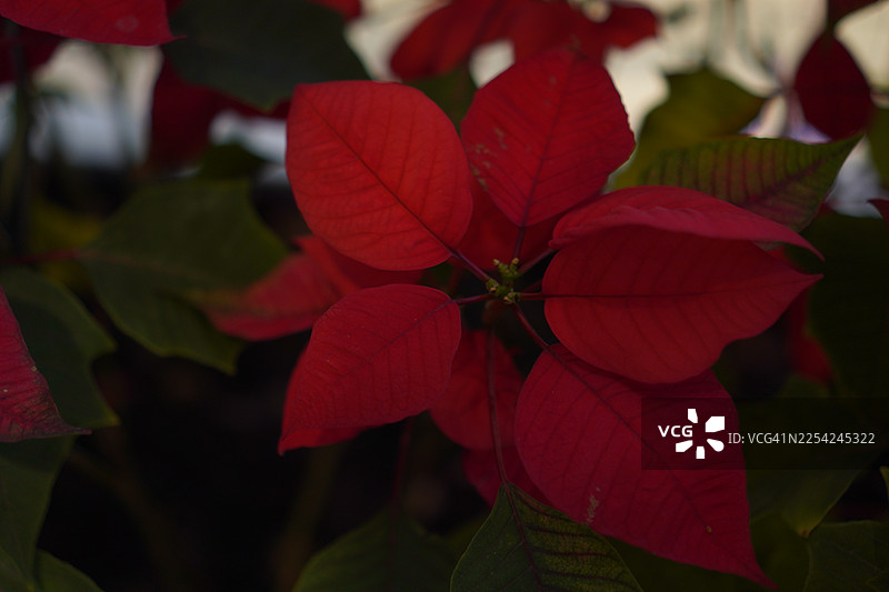 圣诞树图片素材