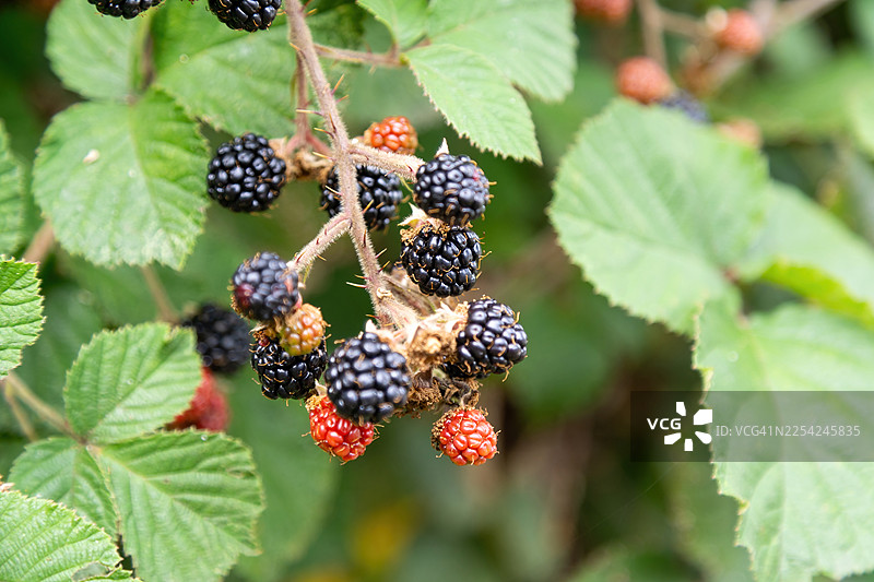 新鲜的野生浆果在灌木丛中成熟，郁郁葱葱的夏季水果和明亮的自然收获图片素材