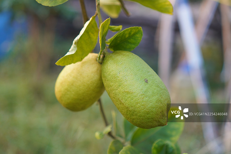 柠檬挂在树上，背景是模糊的自然风光，这种植物是酸味的绿色水果，属于蔬菜类。图片素材