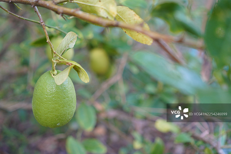 树上的柠檬，自然背景虚化，植物，酸味水果，酸橙，绿色蔬菜图片素材