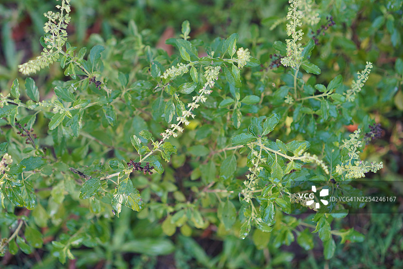 泰国圣罗勒（Ocimum tenuiflorum sanctum），又名Tulsi或Kaphrao，是一种直立、多分支的亚灌木，高30至60厘米，茎有毛。叶子是绿色的蔬菜，在花园中开花，背景为自然风光。图片素材
