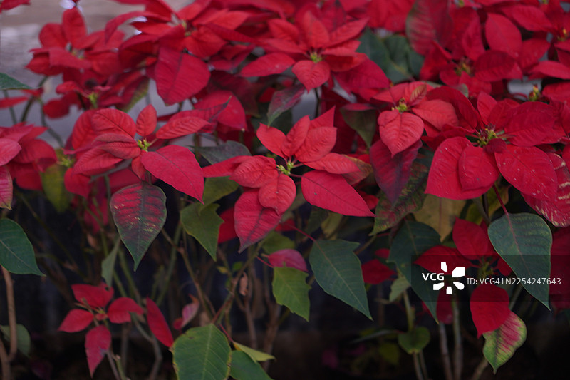 圣诞之星，一品红绿叶红叶在花园大自然背景中绽放图片素材