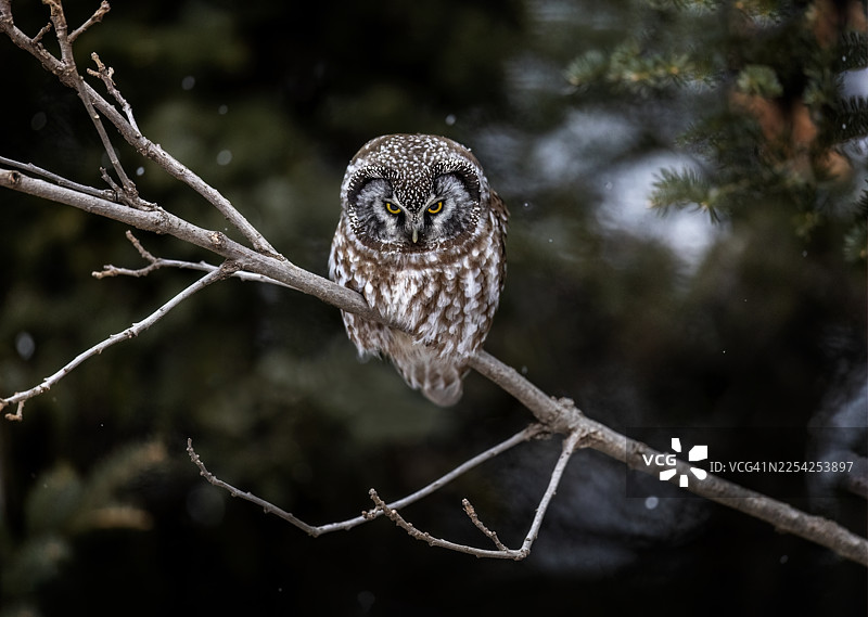 分叉的北方森林图片素材