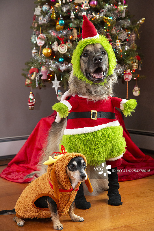 有趣的节日宠物肖像，圣诞狗狗肖像，用于制作有趣的圣诞贺卡，有趣的宠物肖像图片素材
