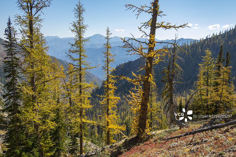 落叶松和北喀斯喀特山脉图片素材