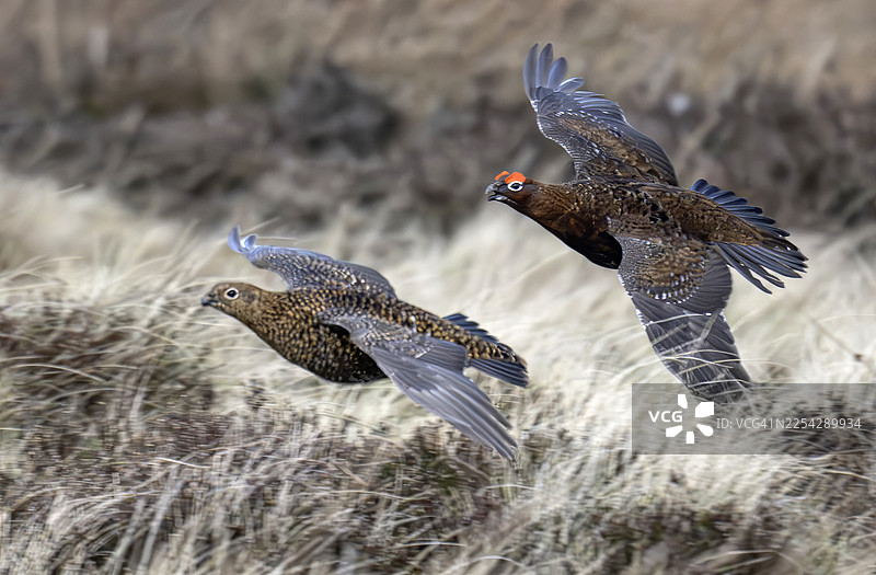 红松鸡在韦尔戴尔沼泽地飞行图片素材
