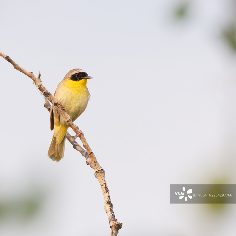 黄喉歌鸲栖息图片素材