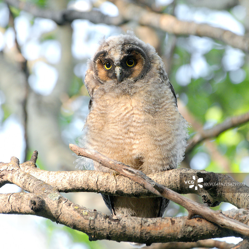长耳猫头鹰幼崽图片素材