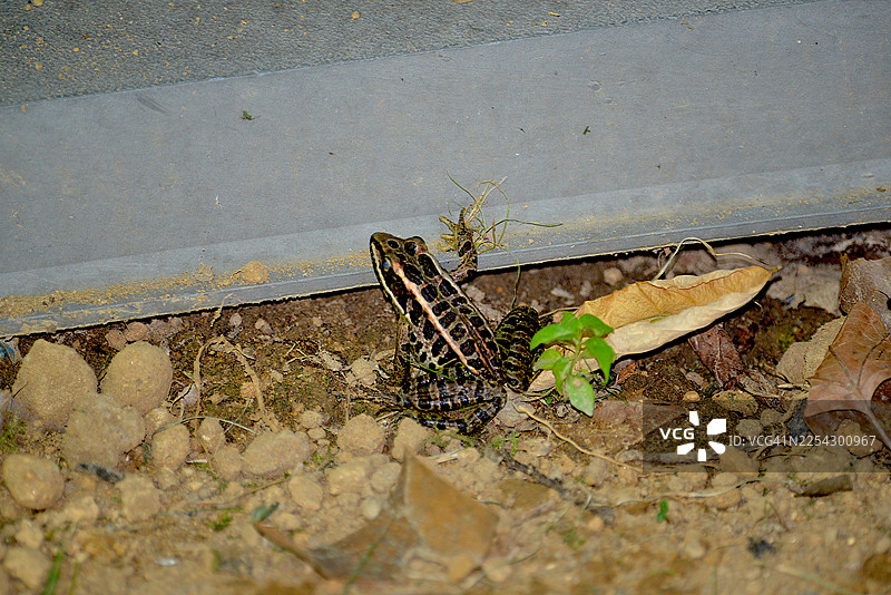 匹克雷尔蛙图片素材