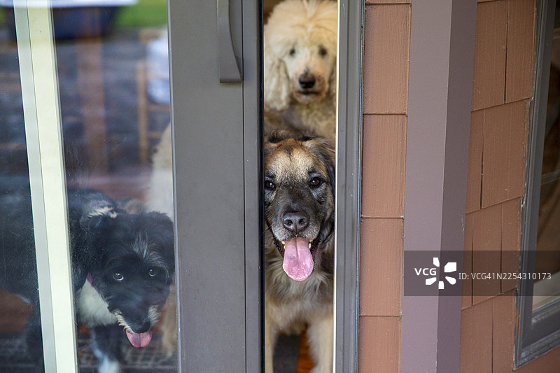 三只快乐的狗狗在门口迎接主人，狗狗间的友谊，家庭宠物，狗狗朋友们在一起图片素材