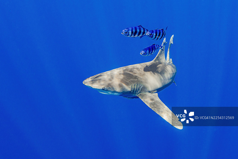 鲨鱼12Aug20-25图片素材