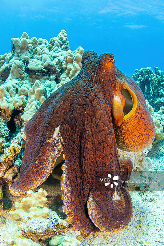 octo12Aug19-25图片素材