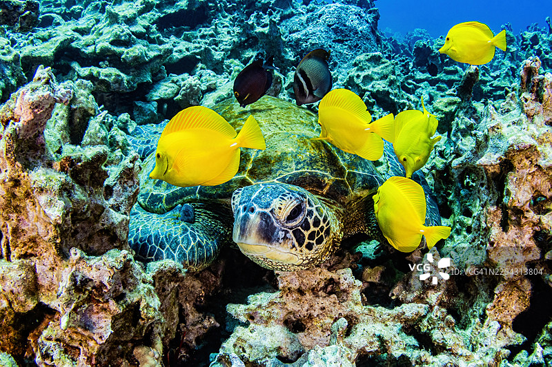 海龟5月21日至25日图片素材