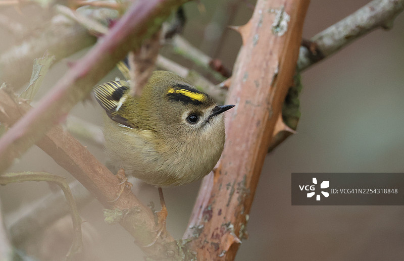 一只可爱的金冠鹪鹩（Regulus regulus）在林区捕食昆虫充饥。图片素材