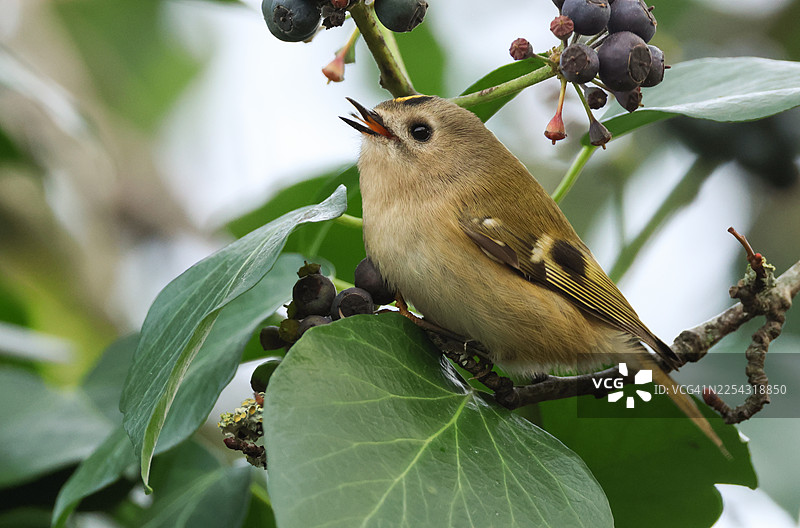 一只可爱的金冠鹎（Regulus regulus）在林区捕食昆虫。图片素材