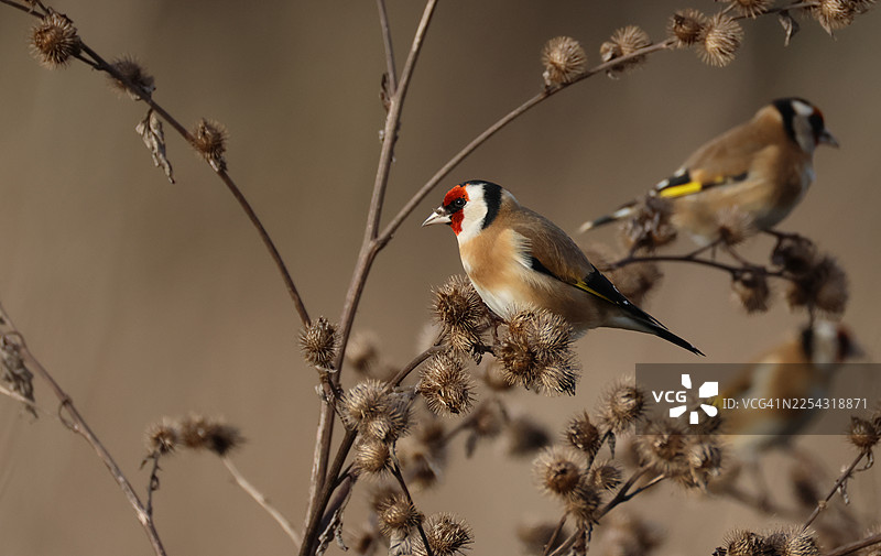 冬季，美丽的欧洲金翅雀（Carduelis carduelis）正在啄食牛蒡（Arctium lappa）的种子。图片素材