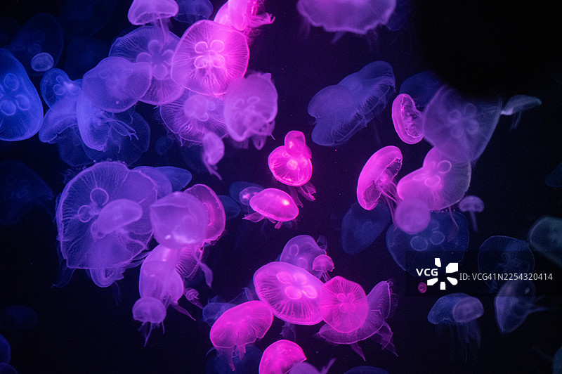 在黑暗背景下，粉红色调的发光水母。图片素材