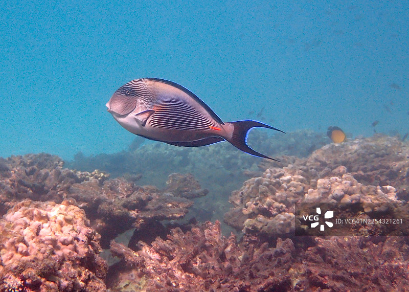 苏哈尔刺尾鱼 (Acanthurus sohal)图片素材