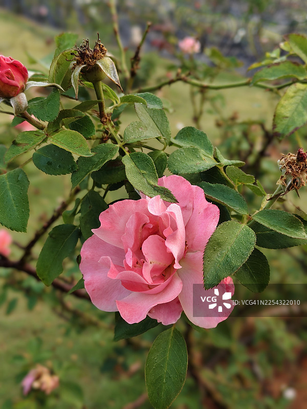 花园里的粉色“波妮卡82”玫瑰花，一种受欢迎且坚韧的灌木玫瑰，以其褶皱的浅粉色花瓣而闻名。图片素材