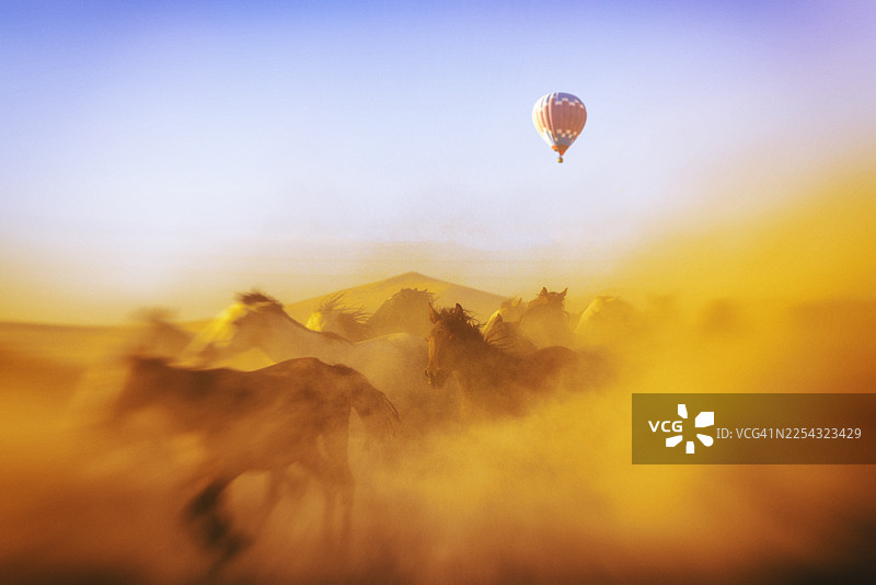 土耳其卡帕多奇亚，晨光中的野马图片素材