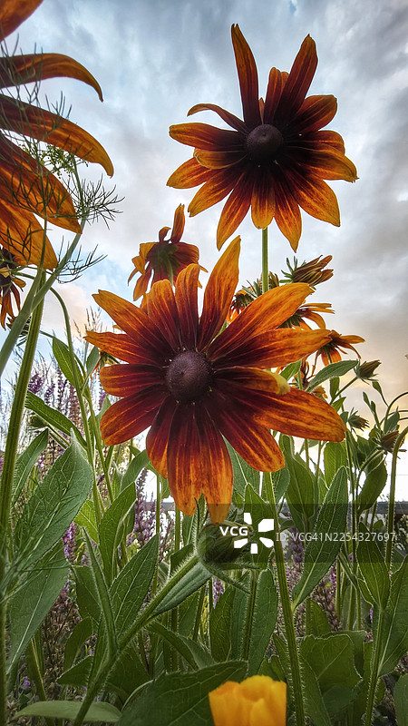 低角度特写镜头，拍摄盛开的金鸡菊，鲜艳的橙色和红色花瓣在多云的天空下绽放，周围环绕着绿色的叶子、花蕾和紫色的花园多年生植物。花朵纹理细腻，自然光照，夏日花园场景。图片素材