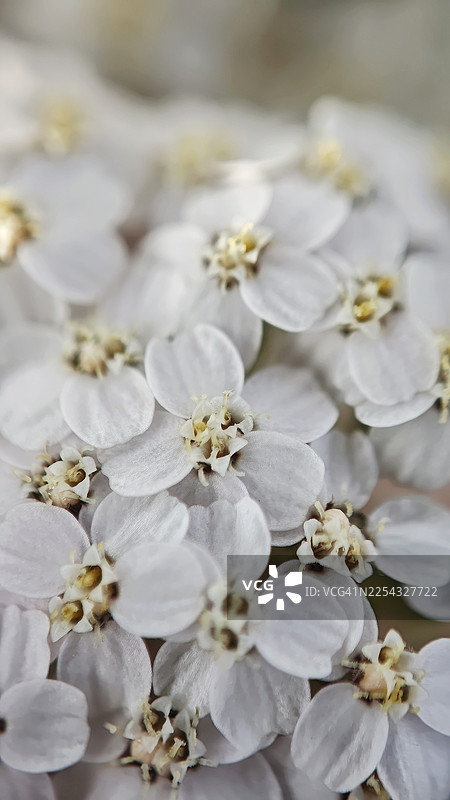 近距离拍摄白色蓍草花（Achillea millefolium），展示了带有精致花瓣和黄色中心的簇生小花。宏观摄影，具有浅景深、植物细节、自然背景、野花纹理和结构。图片素材