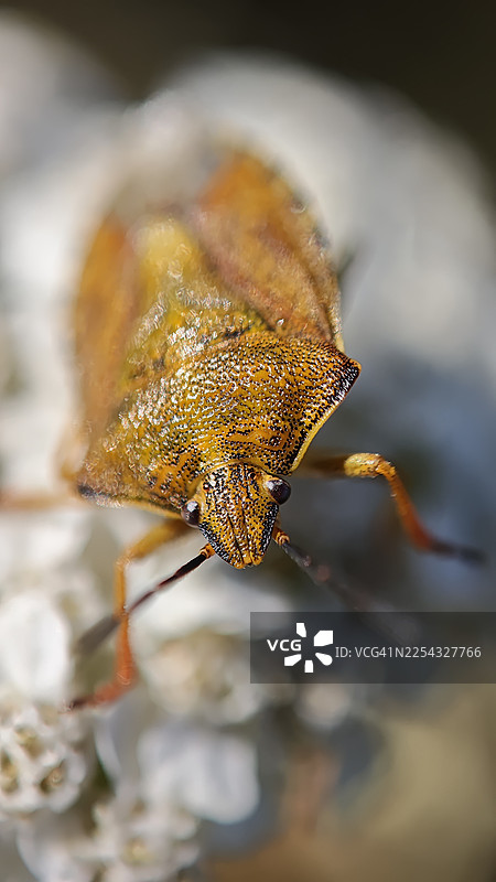 特写微距镜头拍摄的蝽科盾蝽，它呈棕橙色，带有纹理，正休息在白色簇生小花上。夏季自然背景下的昆虫细节肖像。图片素材