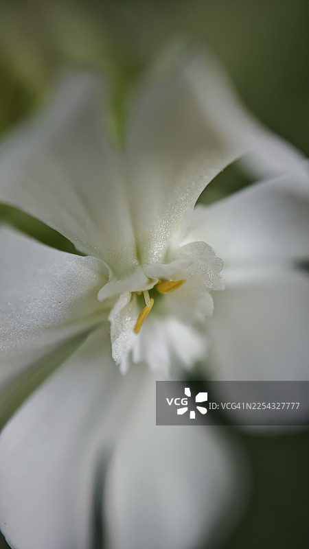 一朵精致的白色花朵特写，花瓣柔软半透明，花药微小呈黄色，采用浅景深拍摄，背景为平滑的绿色。微距植物细节，自然光，抽象花卉纹理。图片素材