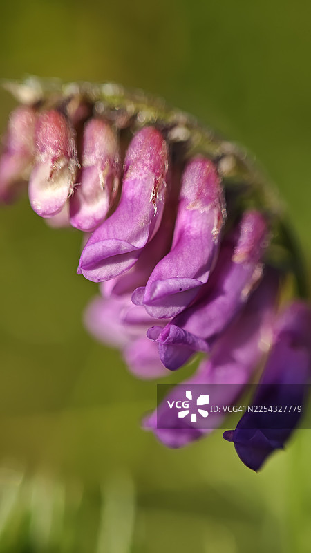 一簇弯曲的鲜艳紫花酢浆草花朵特写，柔和的质感和精细的细节，背景为平滑的绿色图片素材