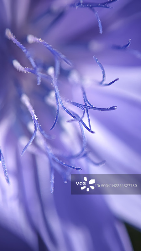菊苣花（Cichorium intybus）的极致特写，展示了带有细微花粉颗粒的精致蓝色雄蕊和柔软的淡紫色花瓣。微距花卉细节，浅景深，自然光，植物纹理，抽象花心图片素材