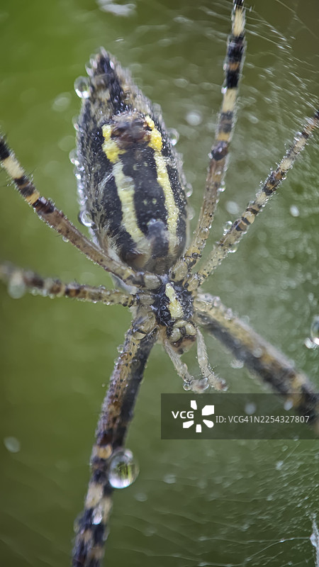 黄蜂织网蛛（Argiope bruennichi）的垂直特写微距镜头，它悬挂在网上，全身覆盖着露珠图片素材
