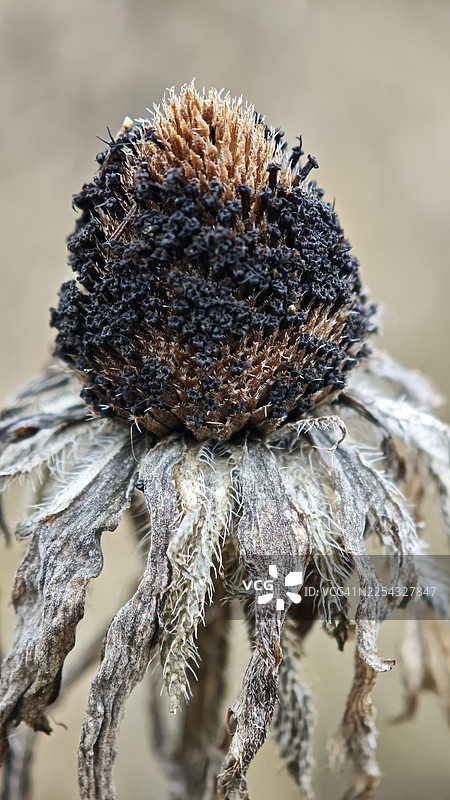 枯萎的黑眼苏珊花头的特写，带有深色纹理的圆锥体和卷曲枯萎的花瓣，晚秋或冬季的黑心菊，种子结构和植物衰败的详细微距，自然柔和的背景，浅景深图片素材