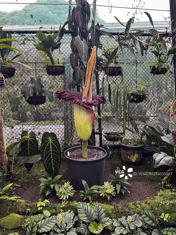 泰坦魔芋图片素材