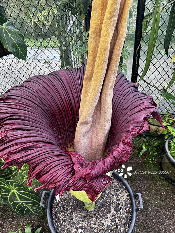 泰坦魔芋图片素材