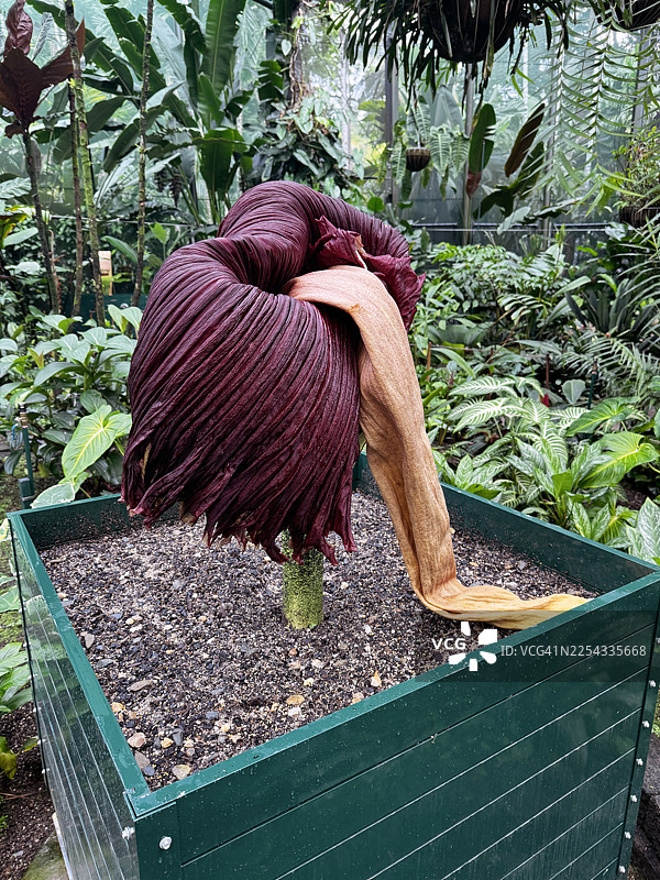 泰坦魔芋凋零图片素材