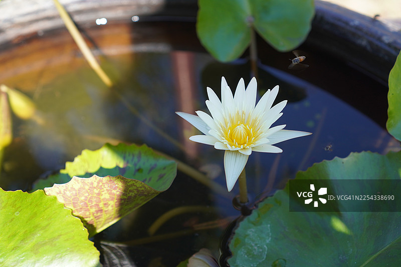 睡莲，又名印度莲，睡莲科植物，花朵大，椭圆形的花蕾，花瓣末端尖细，花瓣中心饱满，绿色大叶子，长茎，自然池塘环境背景。图片素材