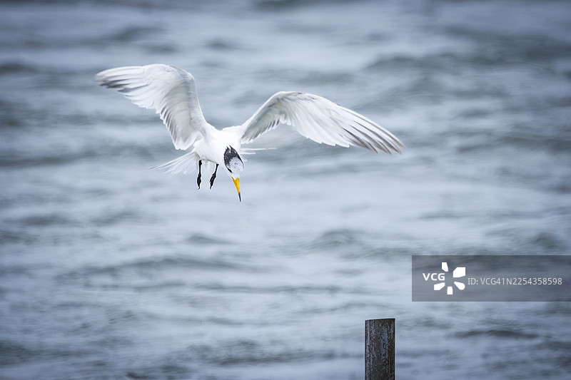 在海浪上翱翔的极度濒危中华凤头燕鸥（Thalasseus bernsteini）。图片素材
