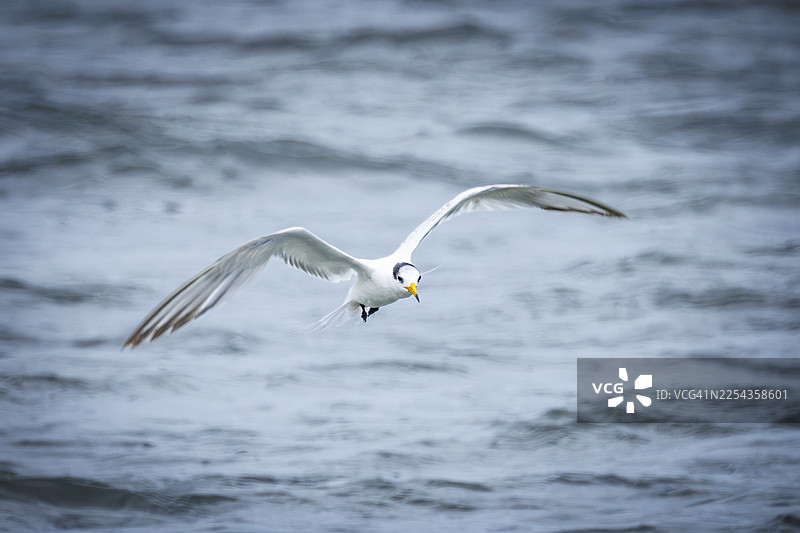 濒危的中华白顶海燕（Thalasseus bernsteini）在海浪上翱翔。图片素材
