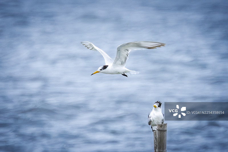 在海浪上翱翔的极度濒危中华白顶海燕（Thalasseus bernsteini）。图片素材