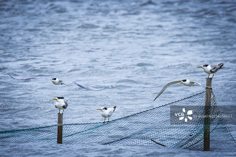 濒危物种中华白顶神鸥（Thalasseus bernsteini）在海浪上空翱翔。图片素材