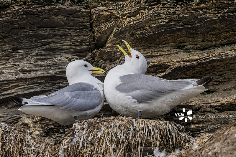 黑腿笑鸥（Rissa tridactyla）在挪威芬马克郡瓦德瑟市埃克罗亚岛的悬崖上繁殖，成对鸣叫图片素材