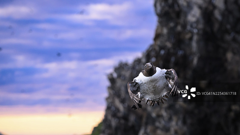 一只海雀（Uria aalge）在日落时分，紫色的天空中，动感地飞翔在岩石背景前，地点为挪威芬马克郡瓦尔德的霍尔诺亚岛。图片素材