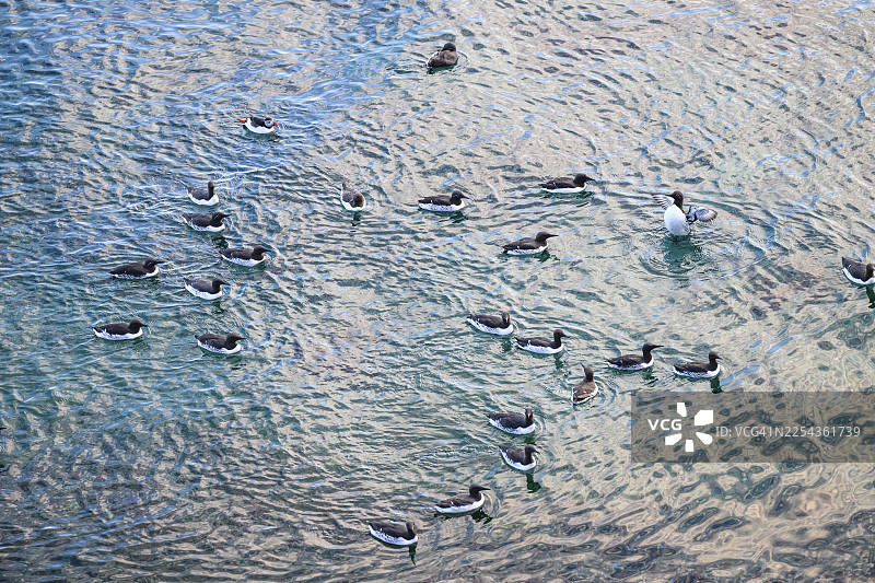 一群海雀（Uria aalge）在阳光穿透的水中游动，水面呈现出多彩的倒影。一只海鹦（Fratercula arctica）混在其中游弋，地点位于挪威芬马克郡瓦尔德的霍尔诺亚。图片素材