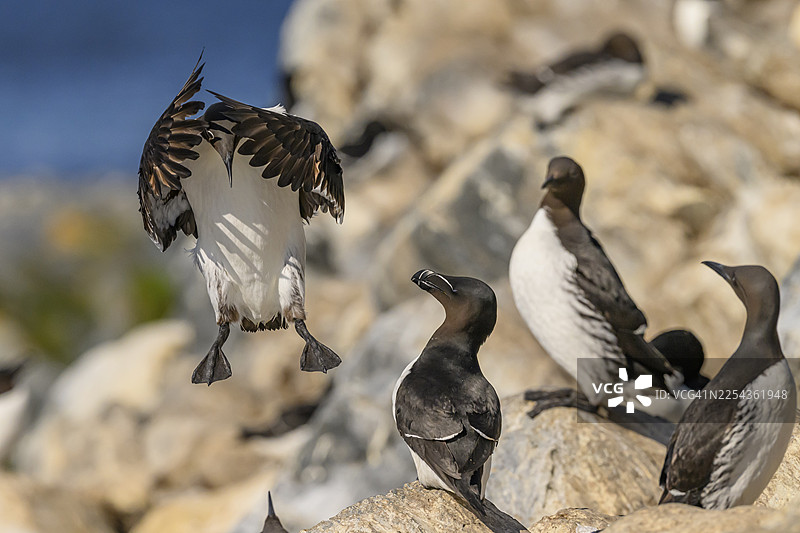 普通海雀（Uria aalge）落在岩石上，一只正在着陆，其他海雀在旁观，位于挪威芬马克郡瓦尔德的霍尔诺亚岛。图片素材