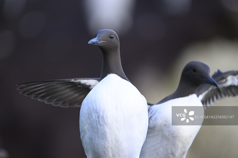 两只普通的普通海雀（Uria aalge）张开翅膀，其中一只面向镜头，地点位于挪威芬马克郡瓦尔德ø的霍尔诺亚图片素材