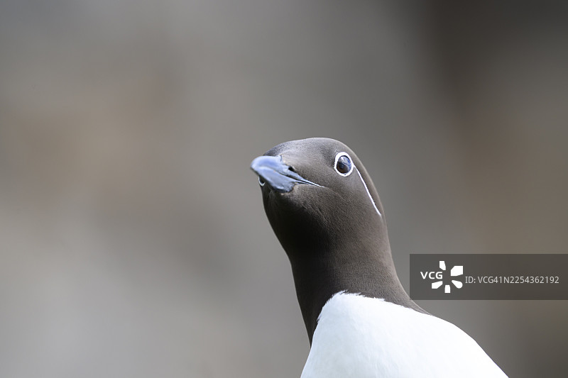 海雀(Uria aalge)头部特写,好奇地向上看,背景模糊,地点:霍尔诺亚岛、瓦尔德、芬马克、挪威图片素材