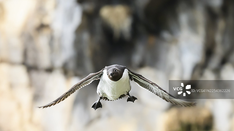岩石前的飞行的普通海雀（Uria aalge）特写，鸟儿滑稽地看向镜头，地点：挪威芬马克郡瓦尔德市霍尔诺亚岛。图片素材