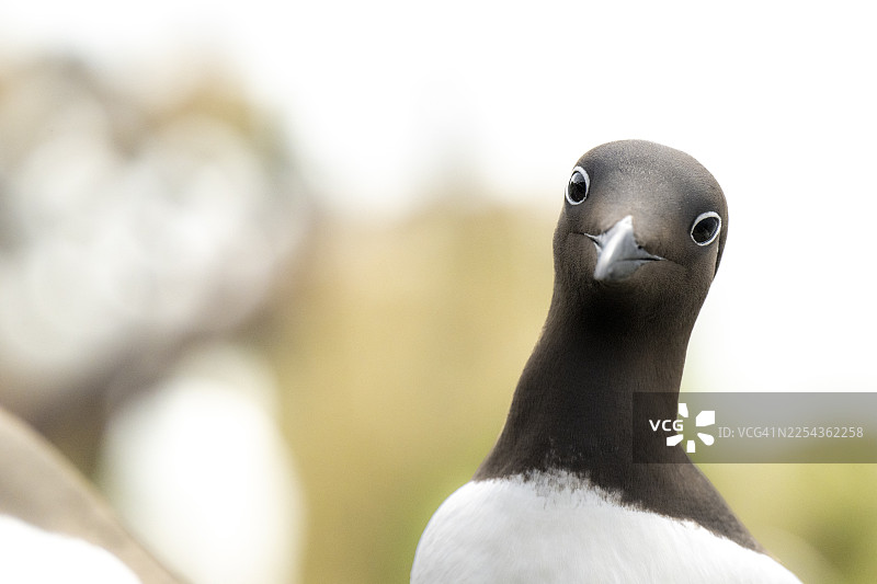 特写镜头，一只好奇的普通海雀（Uria aalge）在模糊的背景前，位于挪威芬马克郡瓦尔德的霍尔诺亚图片素材