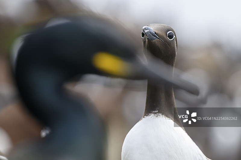 近景拍摄的普通海雀（Uria aalge），前景为模糊的凤头鸬鹚（Phalacrocorax aristotelis syn Gulosus aristotelis），位于挪威芬马克郡瓦尔德ø的霍尔诺亚岛。图片素材