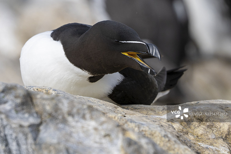 一只张着嘴在岩石上鸣叫的剃钩嘴海雀（Alca torda），挪威芬马克郡瓦尔德郡霍尔诺亚岛图片素材